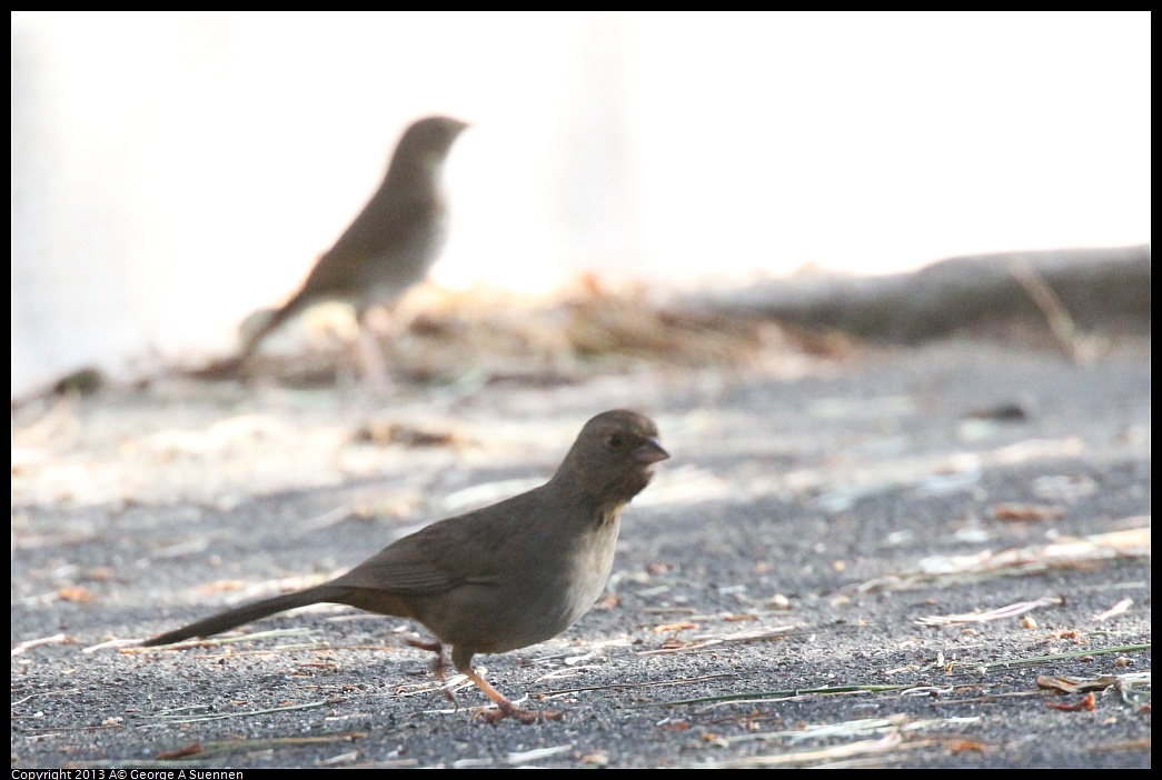 0217-102057-02.jpg - Hermit Thrush and California Towhee