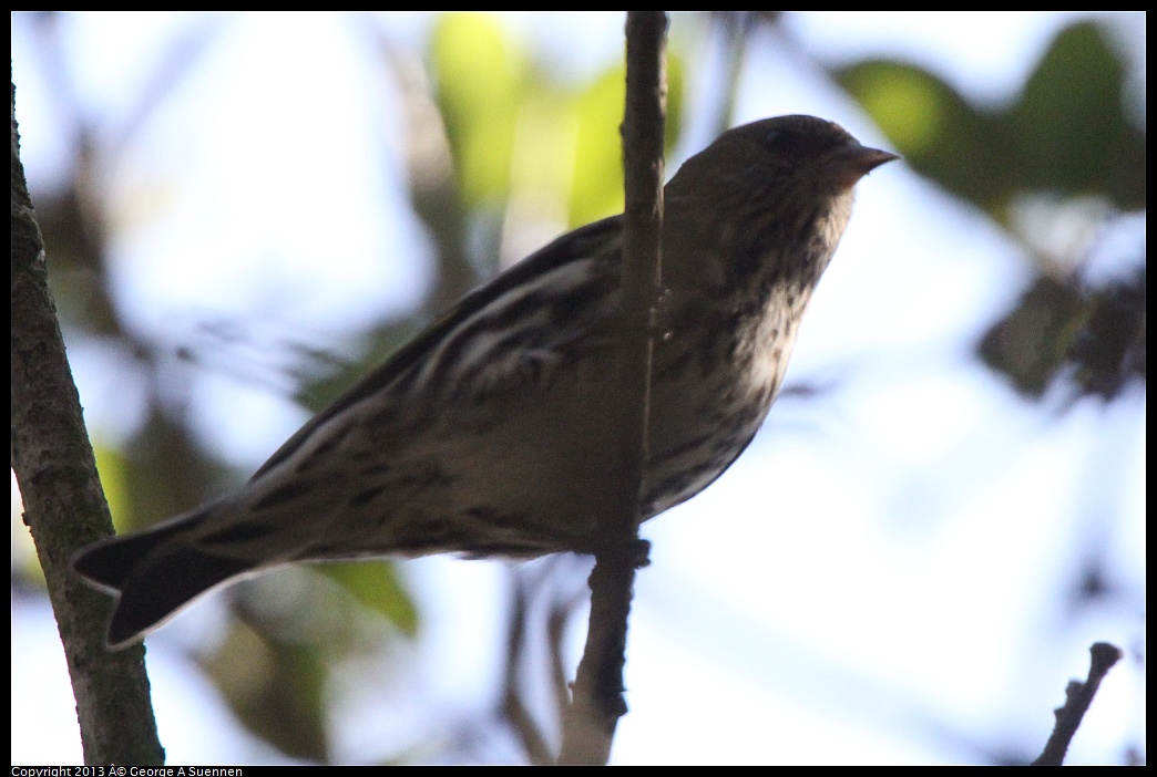 0217-102242-04.jpg - Pine Siskin