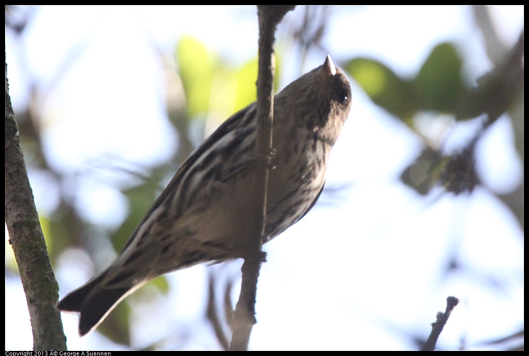 0217-102243-03.jpg - Pine Siskin