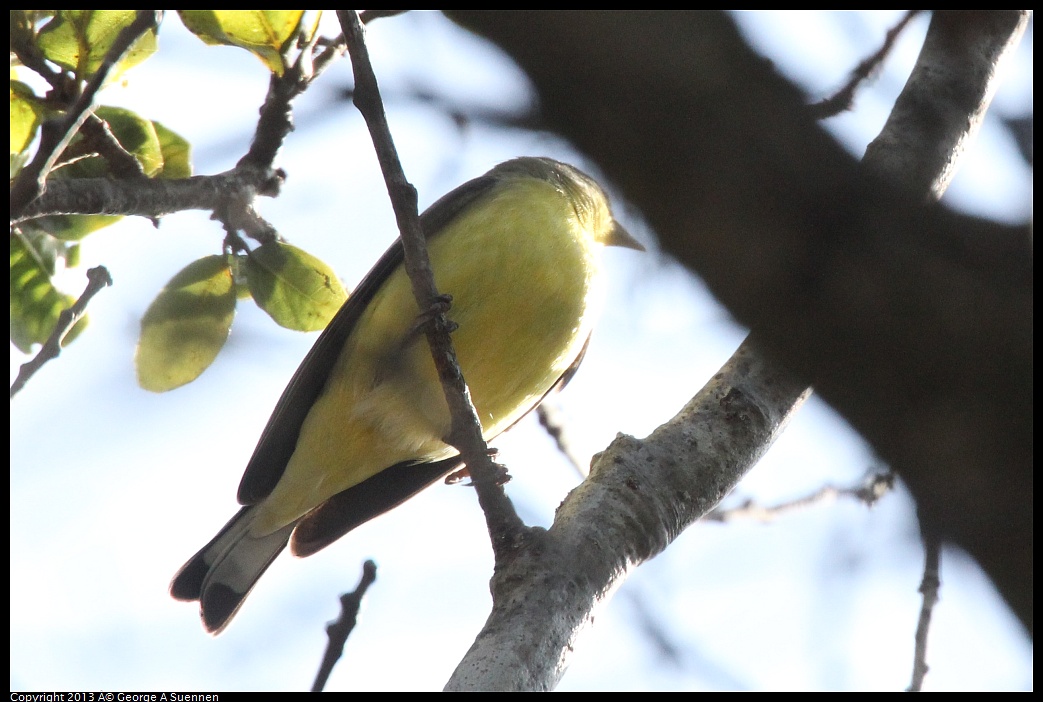 0217-102259-01.jpg - Lesser Goldfinch