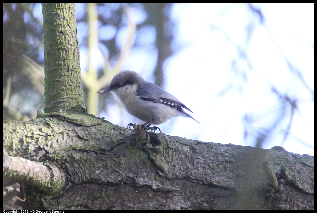 0217-102311-02.jpg - Pygmy Nuthatch