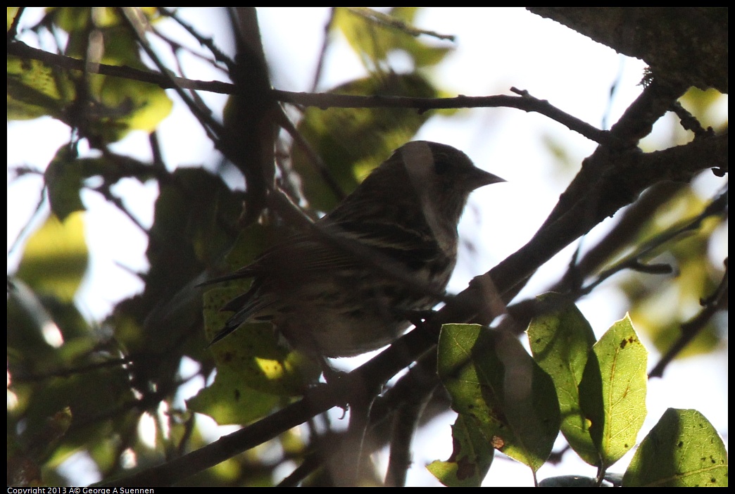 0217-102328-05.jpg - Pine Siskin