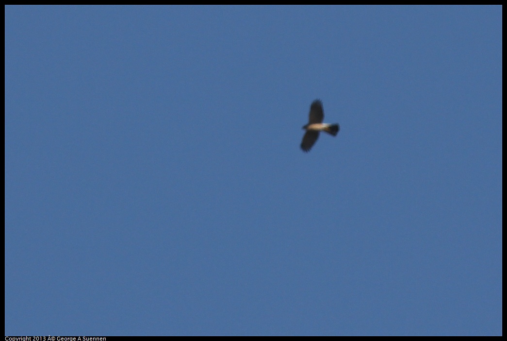 0217-102521-02.jpg - (?) Hawk