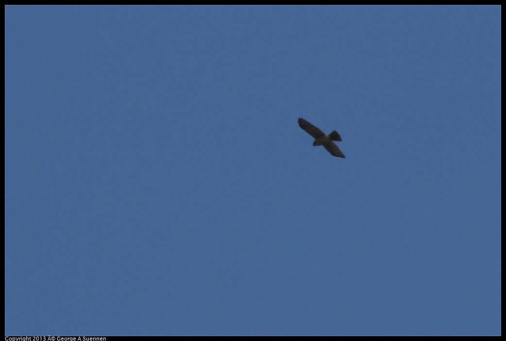 0217-102523-03.jpg - (?) Hawk