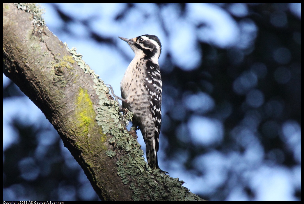 0217-103206-01.jpg - Nuttall's Woodpecker