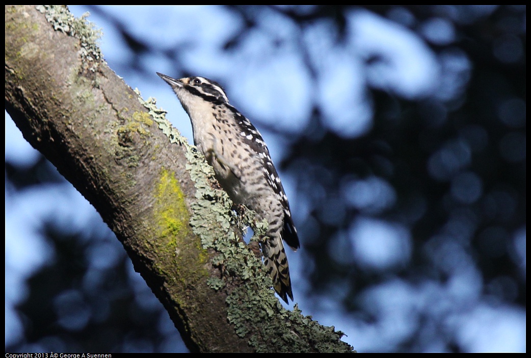 0217-103206-02.jpg - Nuttall's Woodpecker