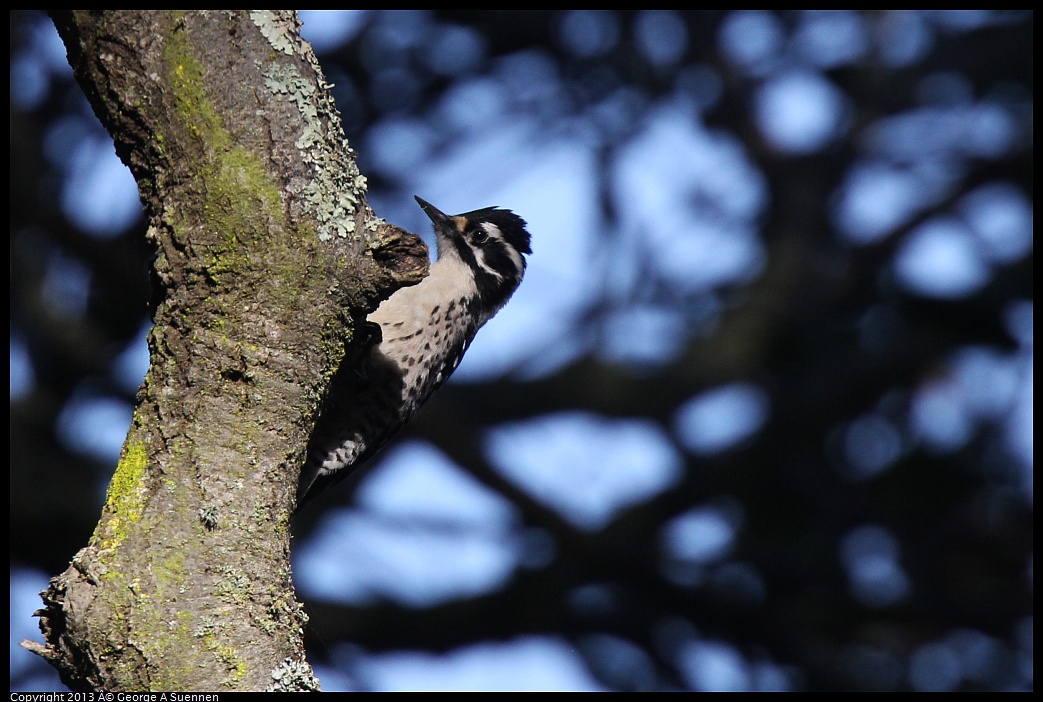 0217-103209-02.jpg - Nuttall's Woodpecker