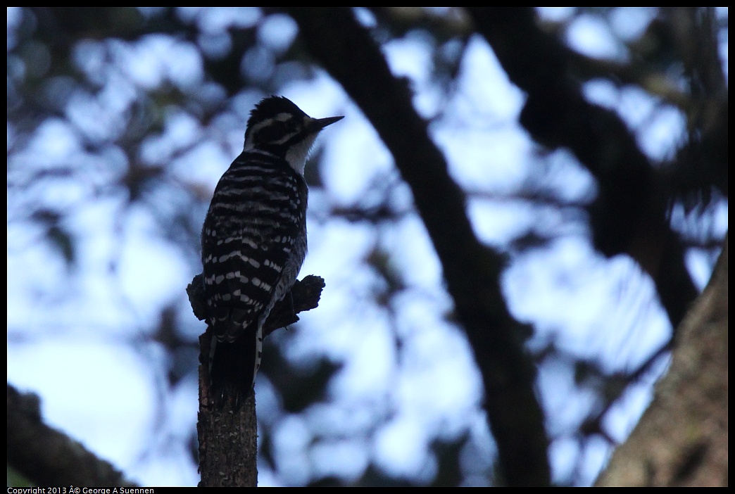 0217-103221-02.jpg - Nuttall's Woodpecker