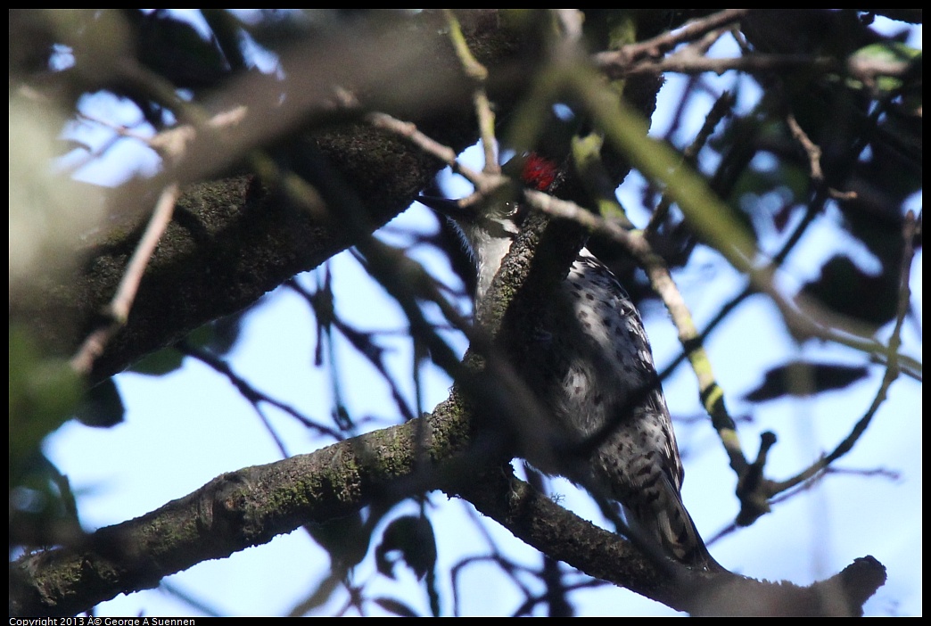 0217-103356-04.jpg - Nuttall's Woodpecker