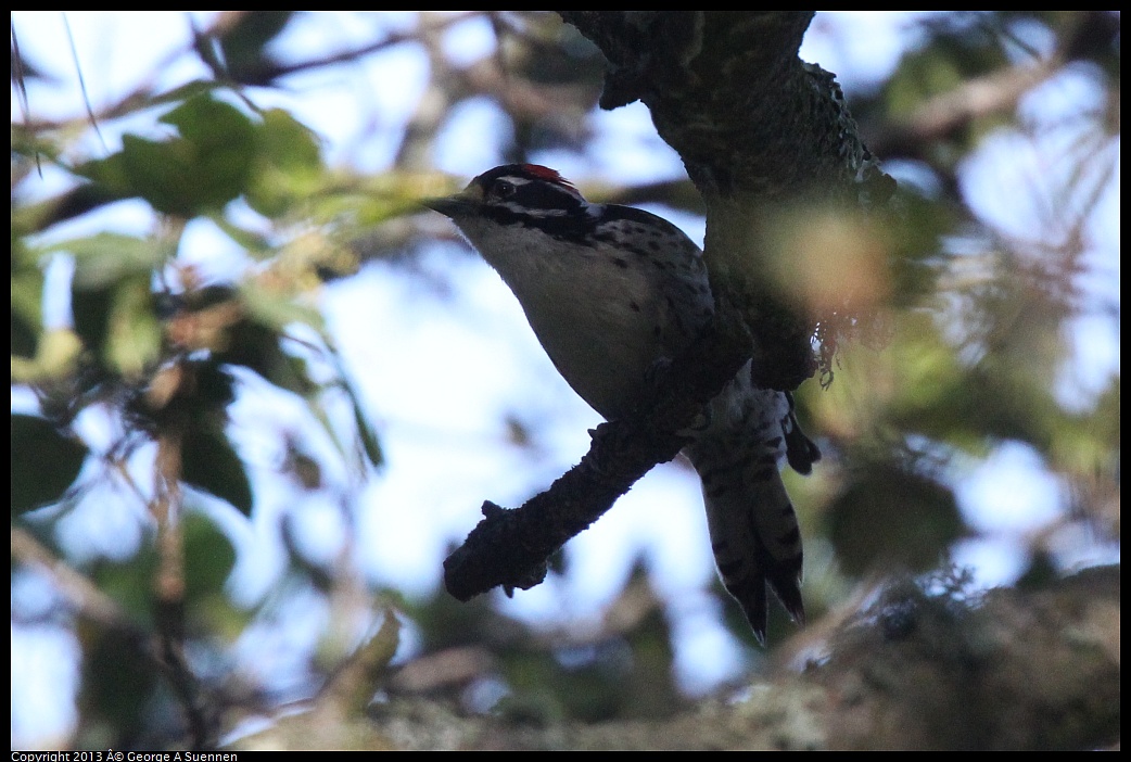 0217-103626-01.jpg - Nuttall's Woodpecker