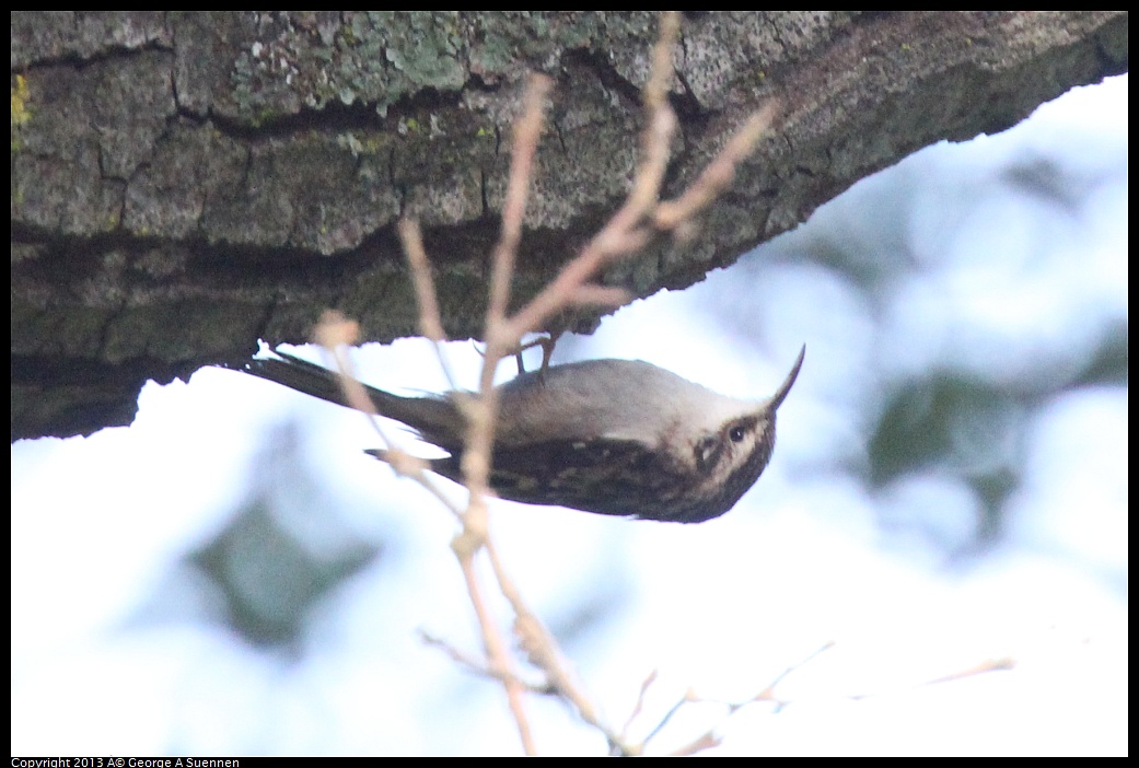 0217-103729-03.jpg - Brown Creeper