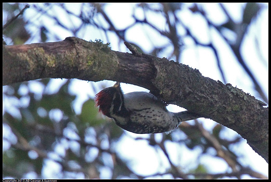 0217-103758-01.jpg - Nuttall's Woodpecker