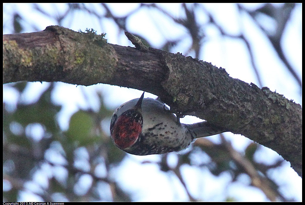 0217-103759-05.jpg - Nuttall's Woodpecker