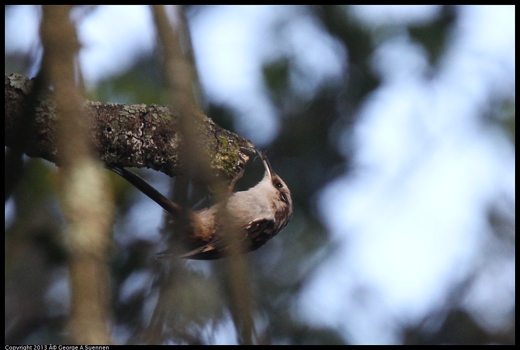 0217-103817-02.jpg - Brown Creeper