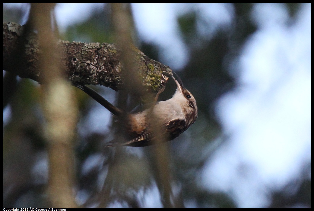 0217-103817-03.jpg - Brown Creeper