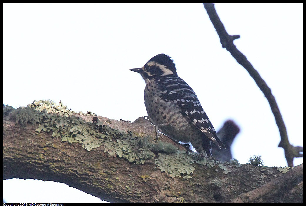 0217-103828-01.jpg - Nuttall's Woodpecker