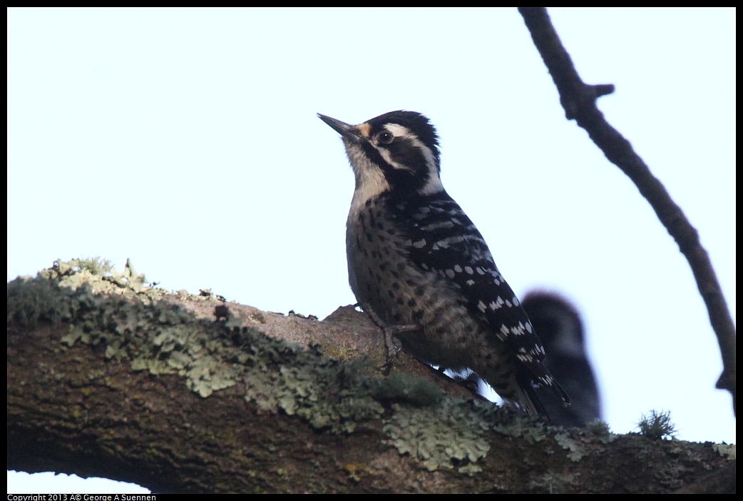 0217-103830-01.jpg - Nuttall's Woodpecker