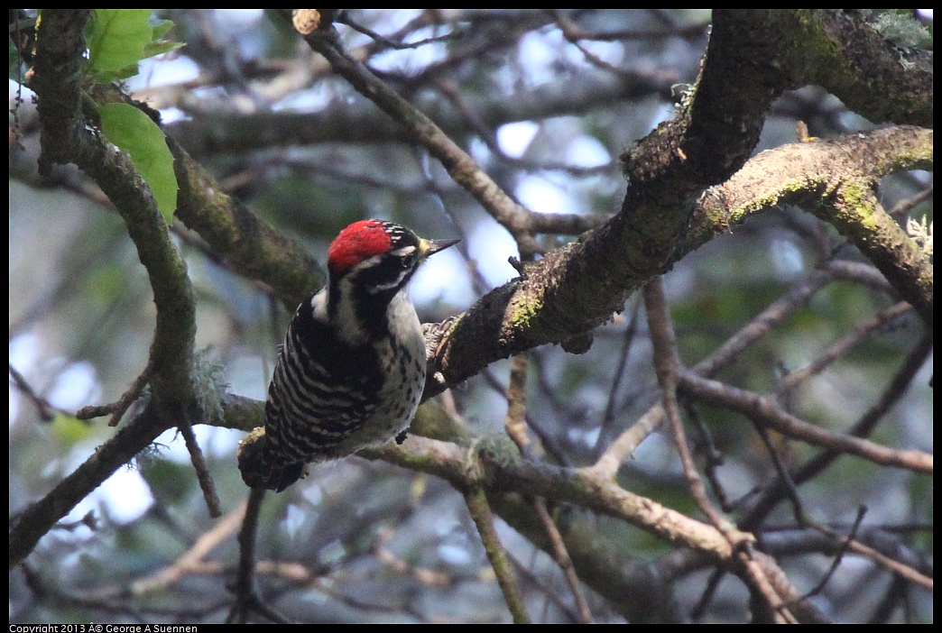 0217-104017-01.jpg - Nuttall's Woodpecker