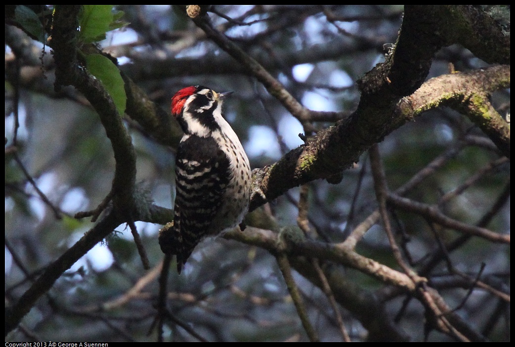 0217-104018-01.jpg - Nuttall's Woodpecker