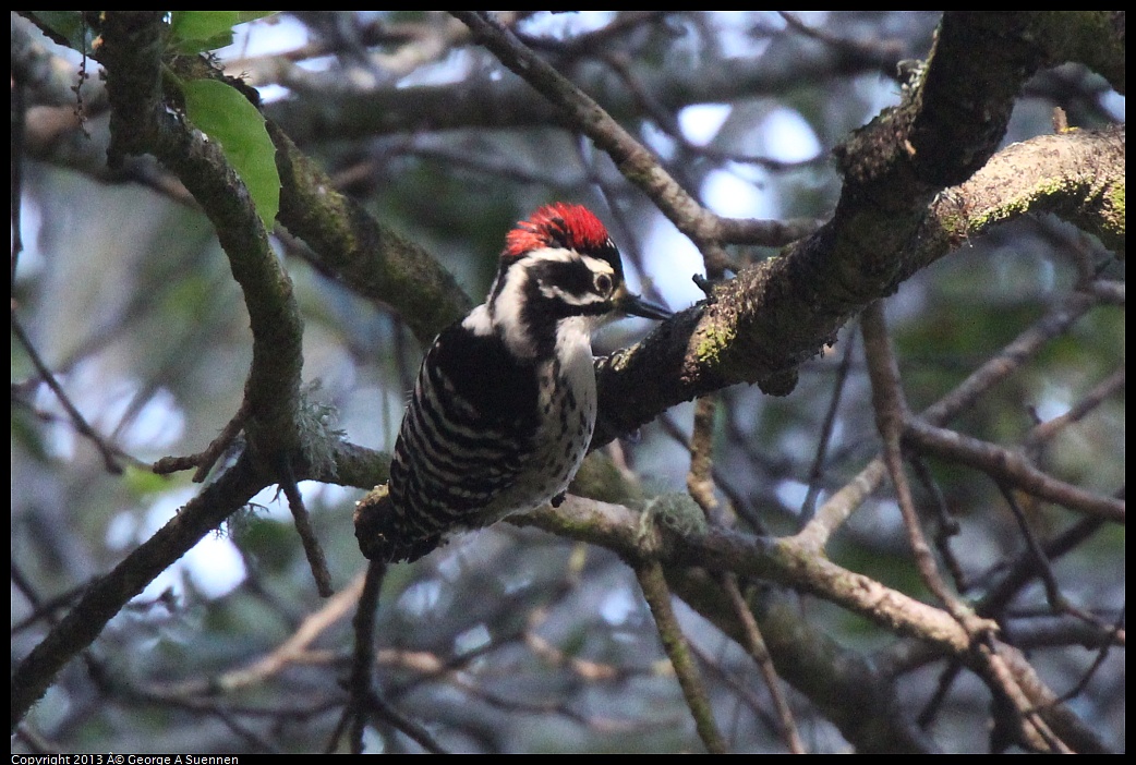 0217-104020-04.jpg - Nuttall's Woodpecker