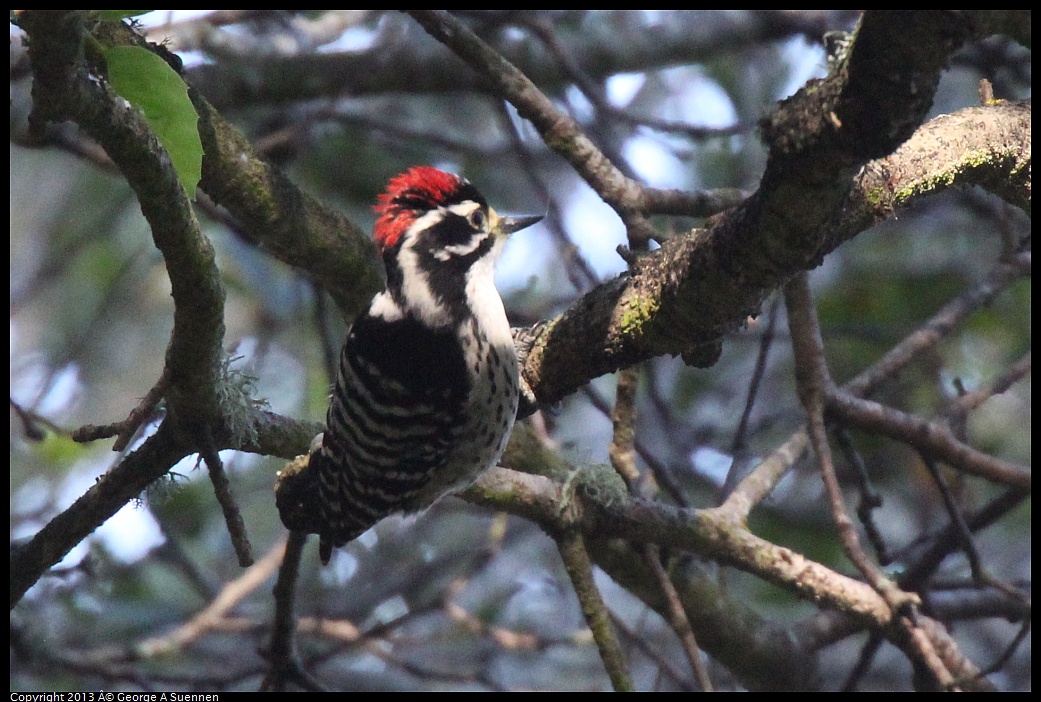 0217-104024-03.jpg - Nuttall's Woodpecker