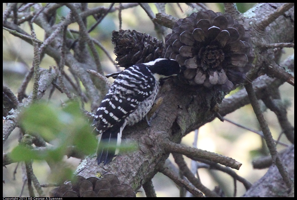 0217-104040-02.jpg - Nuttall's Woodpecker