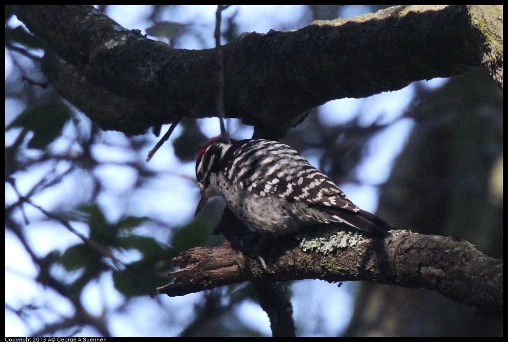 0217-104111-02.jpg - Nuttall's Woodpecker