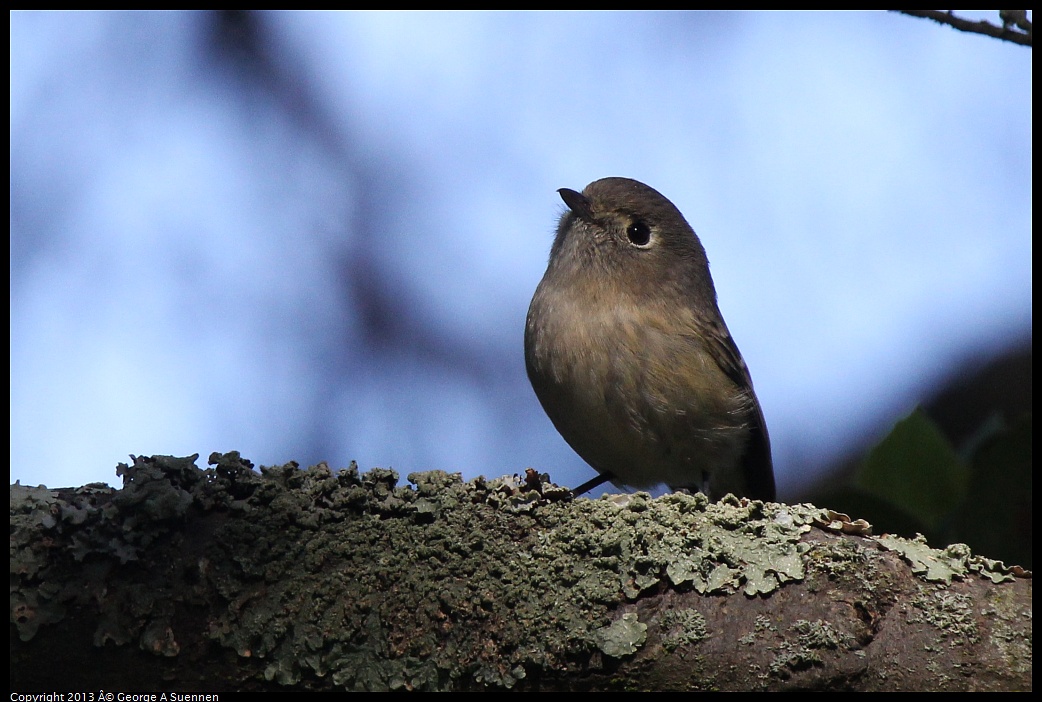 0217-104416-01.jpg - Hutton's Vireo