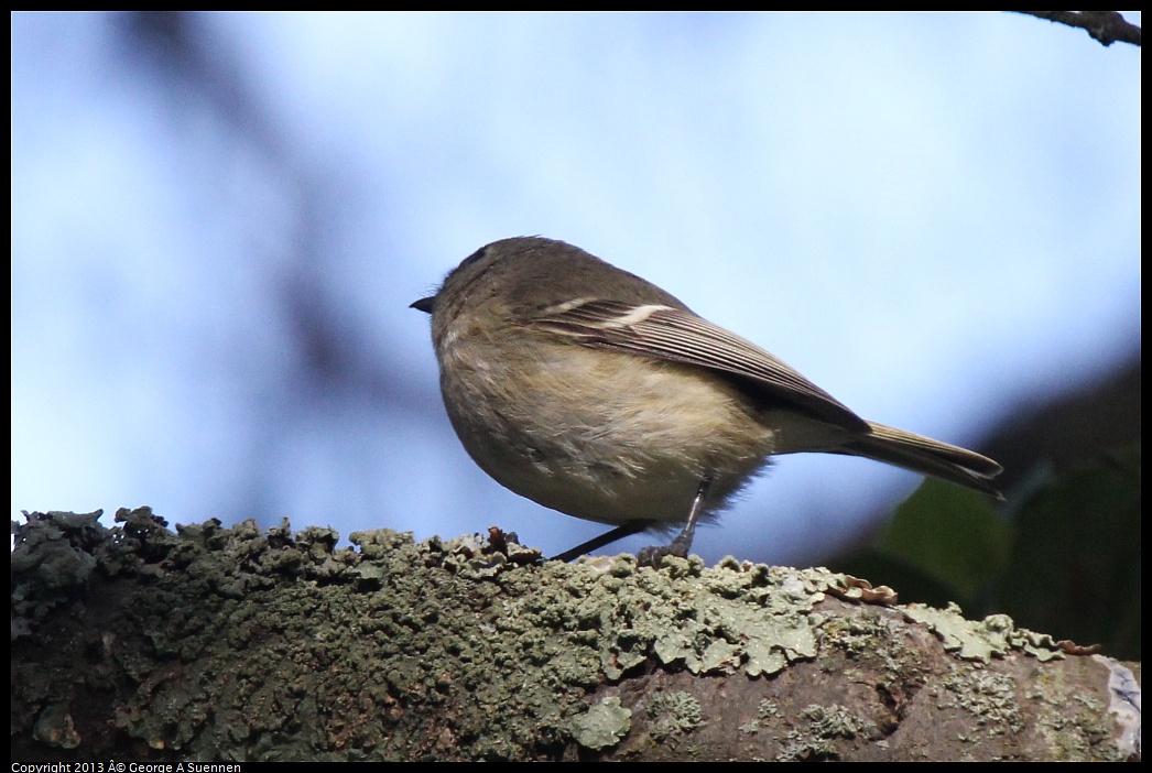 0217-104417-05.jpg - Hutton's Vireo