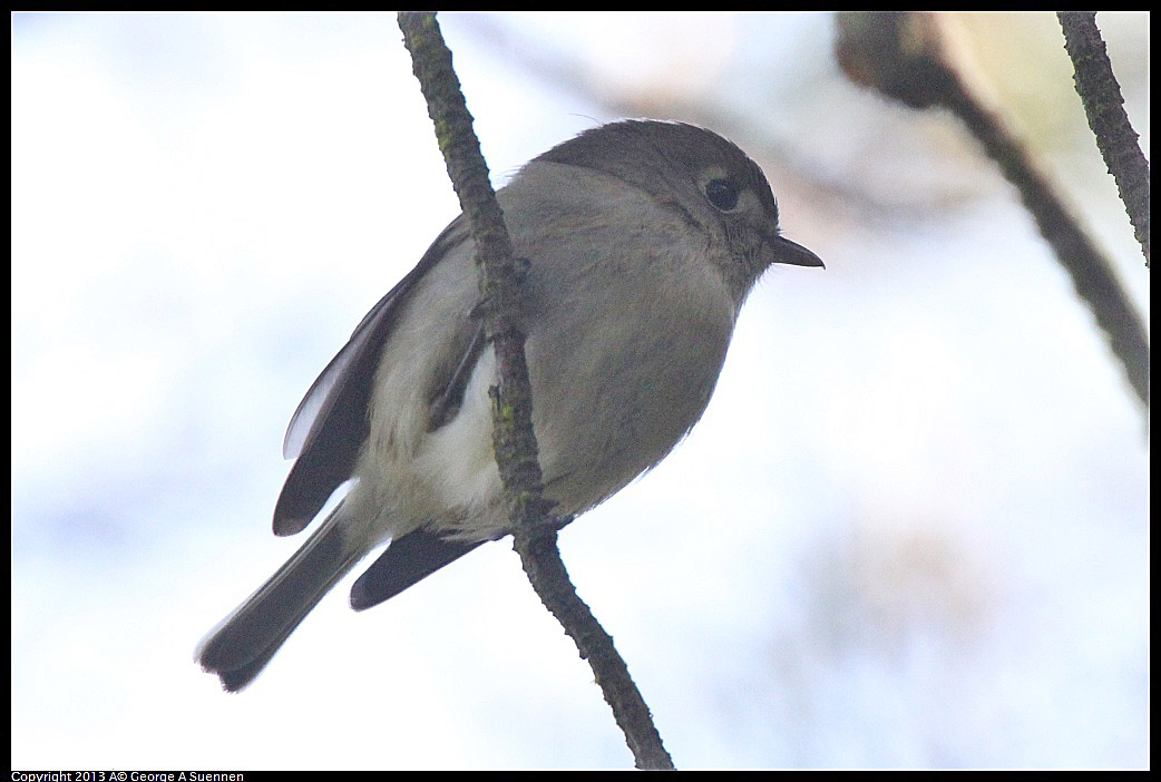 0217-104520-01.jpg - Hutton's Vireo