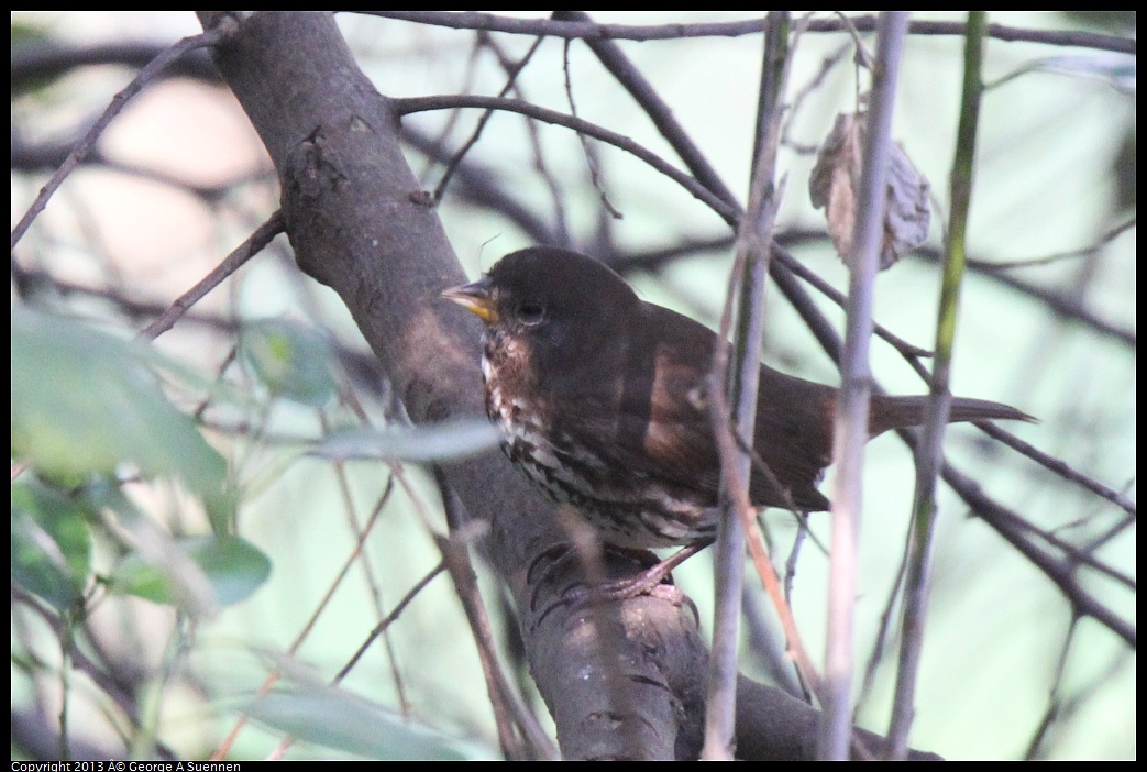 0217-104648-01.jpg - Fox Sparrow