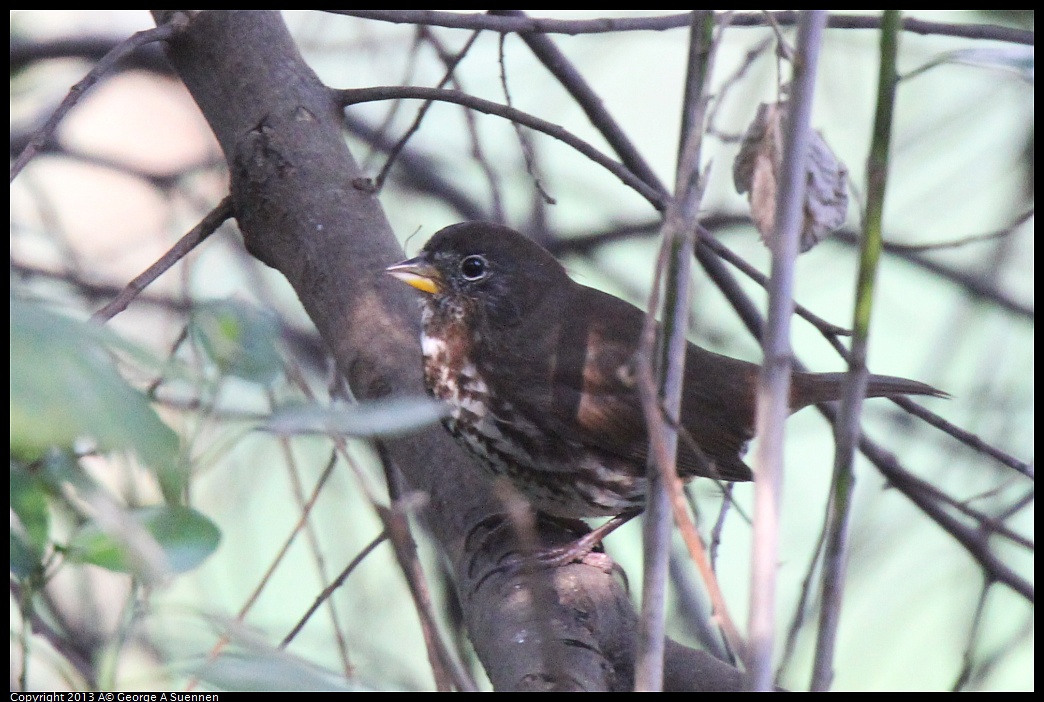 0217-104648-03.jpg - Fox Sparrow