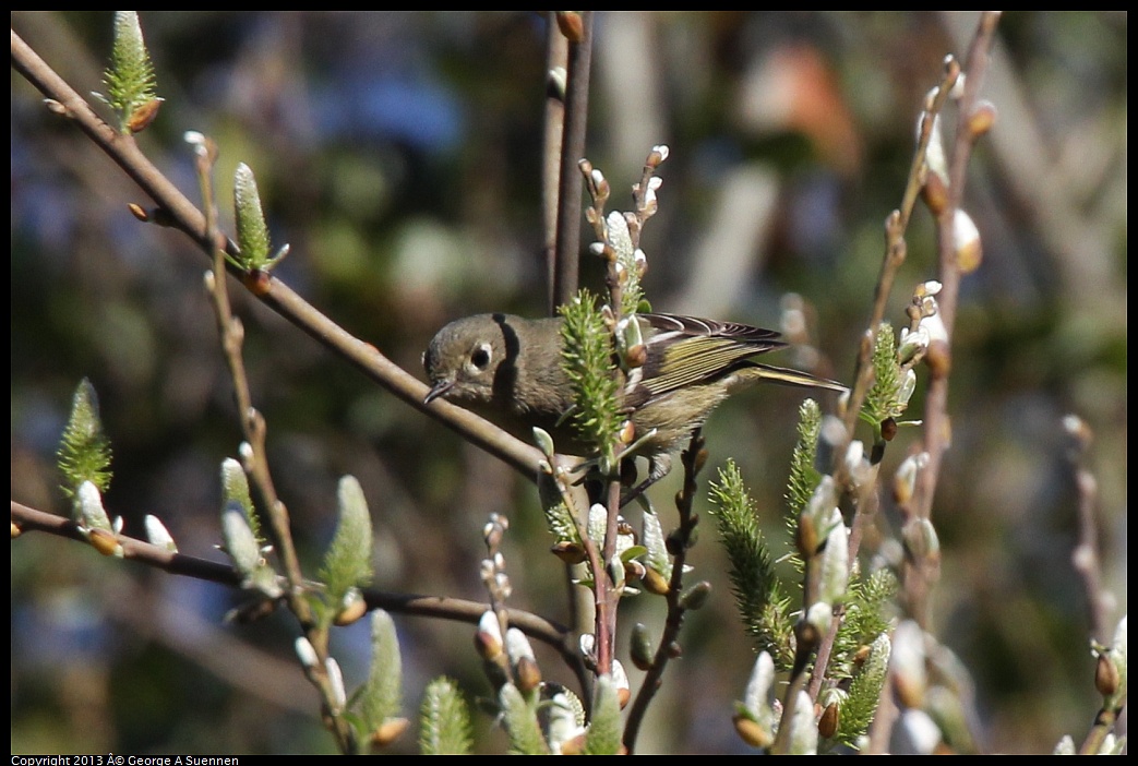 0217-105129-04.jpg - Hutton's Vireo