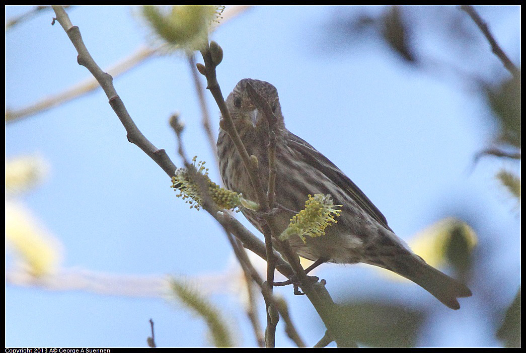 0217-105656-02.jpg - Pine Siskin