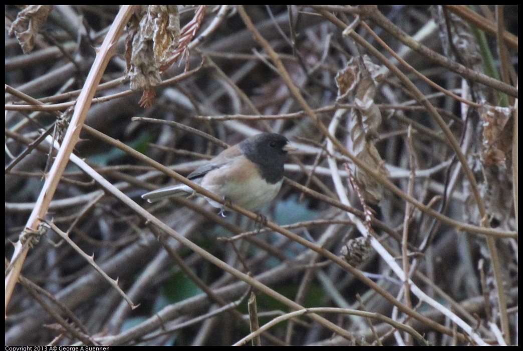 0217-105904-01.jpg - Dark-eyed Junco