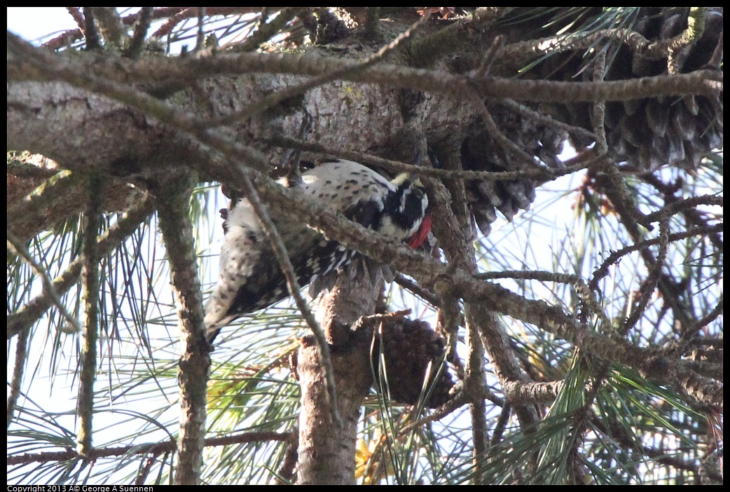 0217-110132-03.jpg - Nuttall's Woodpecker