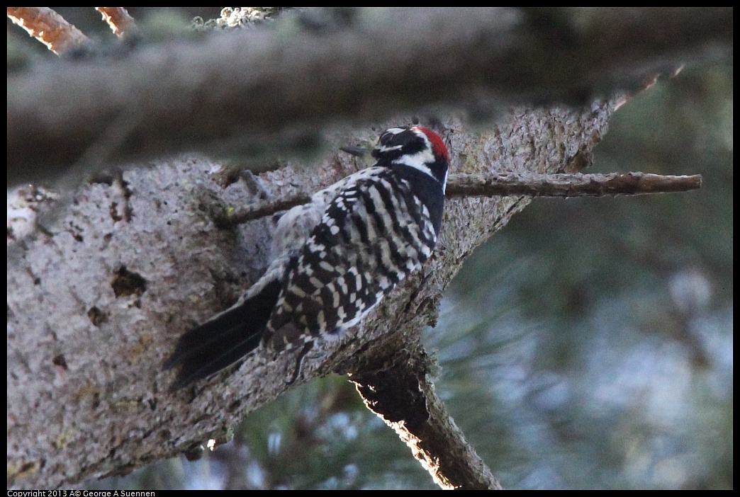 0217-110359-01.jpg - Nuttall's Woodpecker