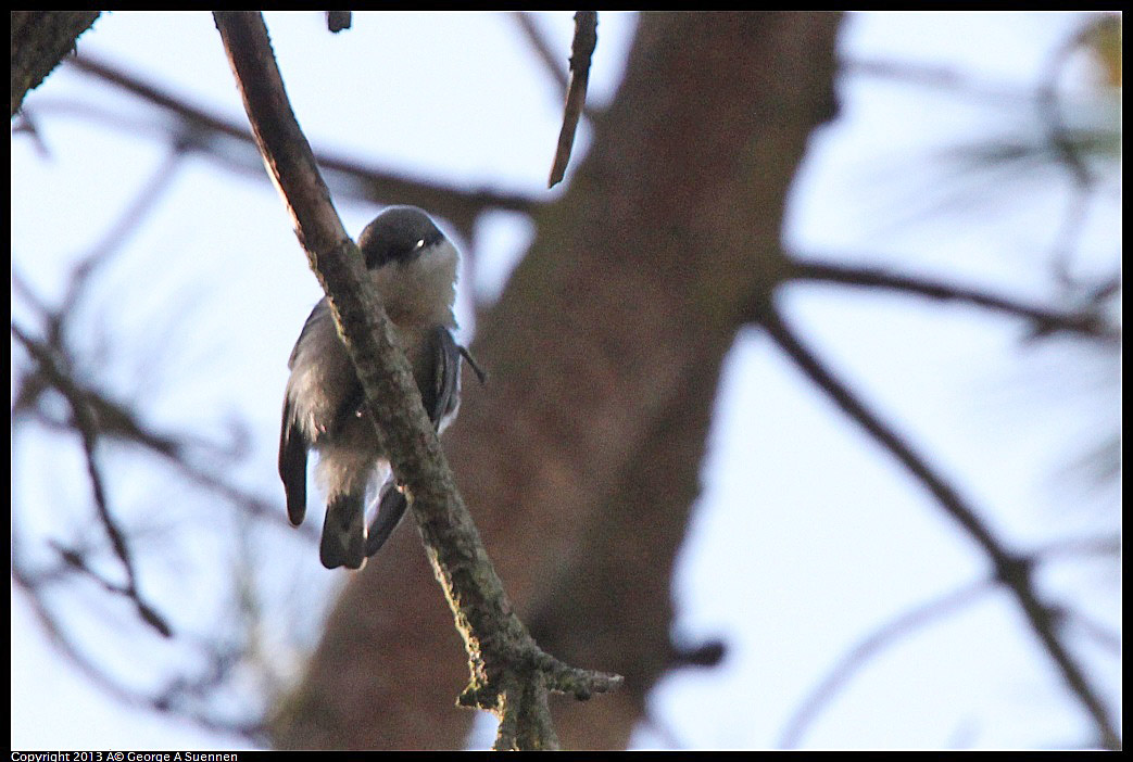 0217-110449-04.jpg - Pygmy Nuthatch