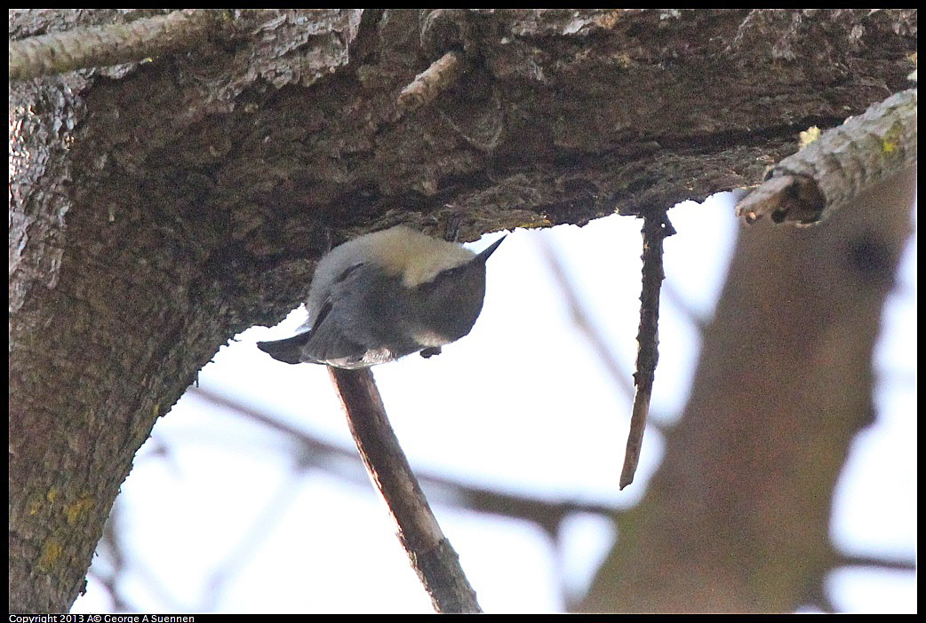 0217-110458-05.jpg - Pygmy Nuthatch