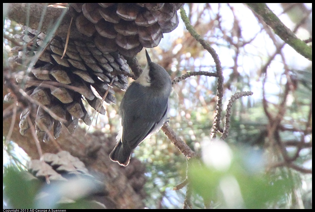 0217-110539-02.jpg - Pygmy Nuthatch