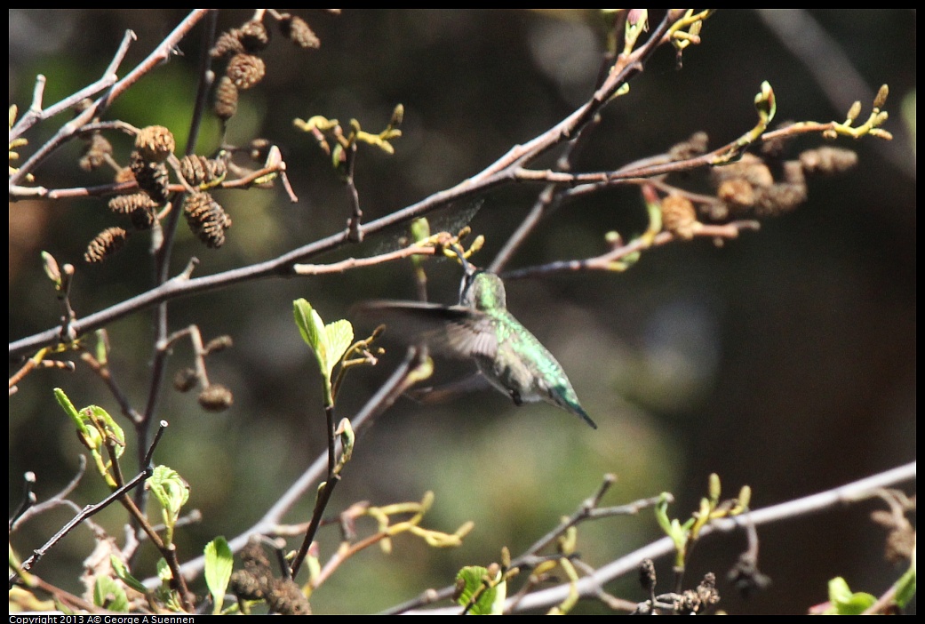 0217-110730-02.jpg - Anna's Hummingbird