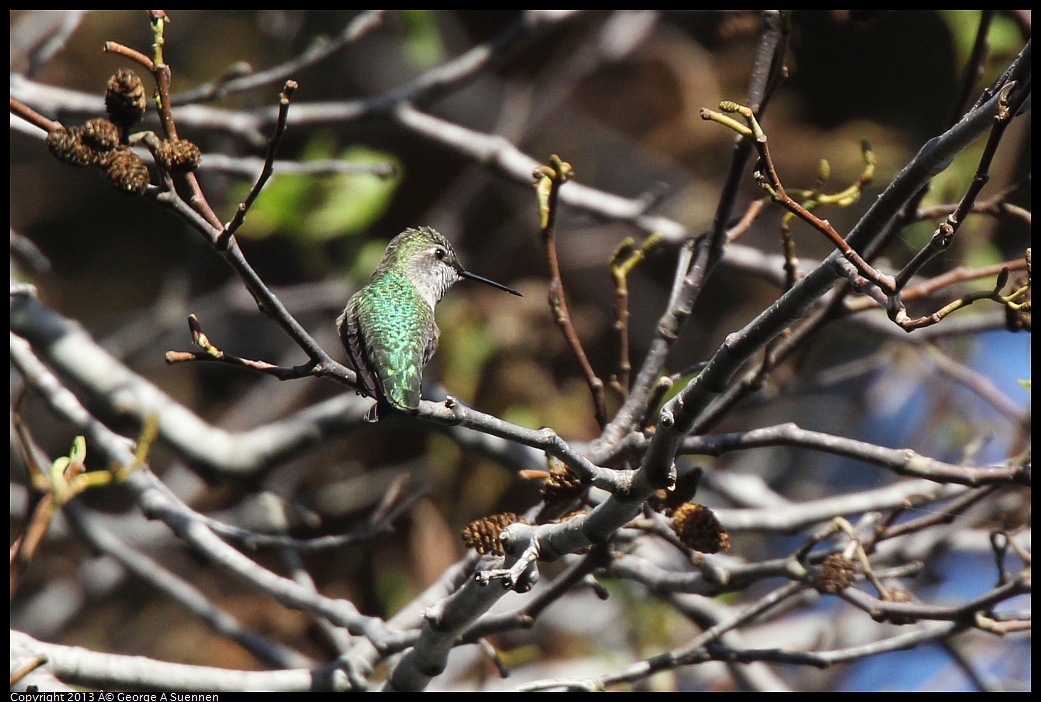 0217-110738-02.jpg - Anna's Hummingbird