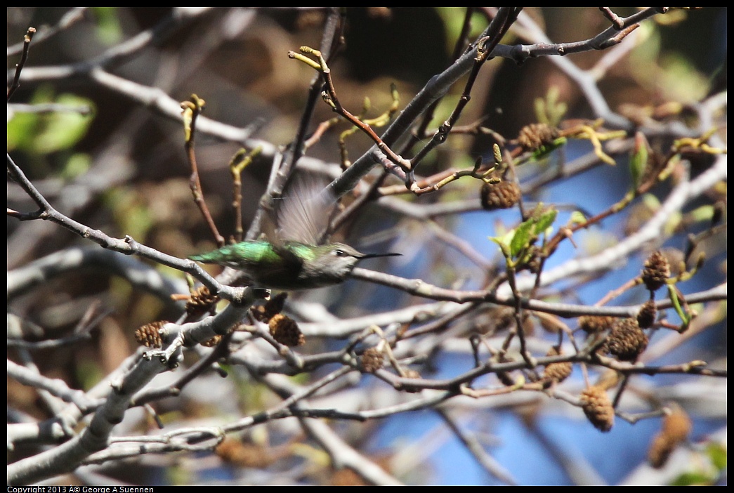 0217-110739-02.jpg - Anna's Hummingbird