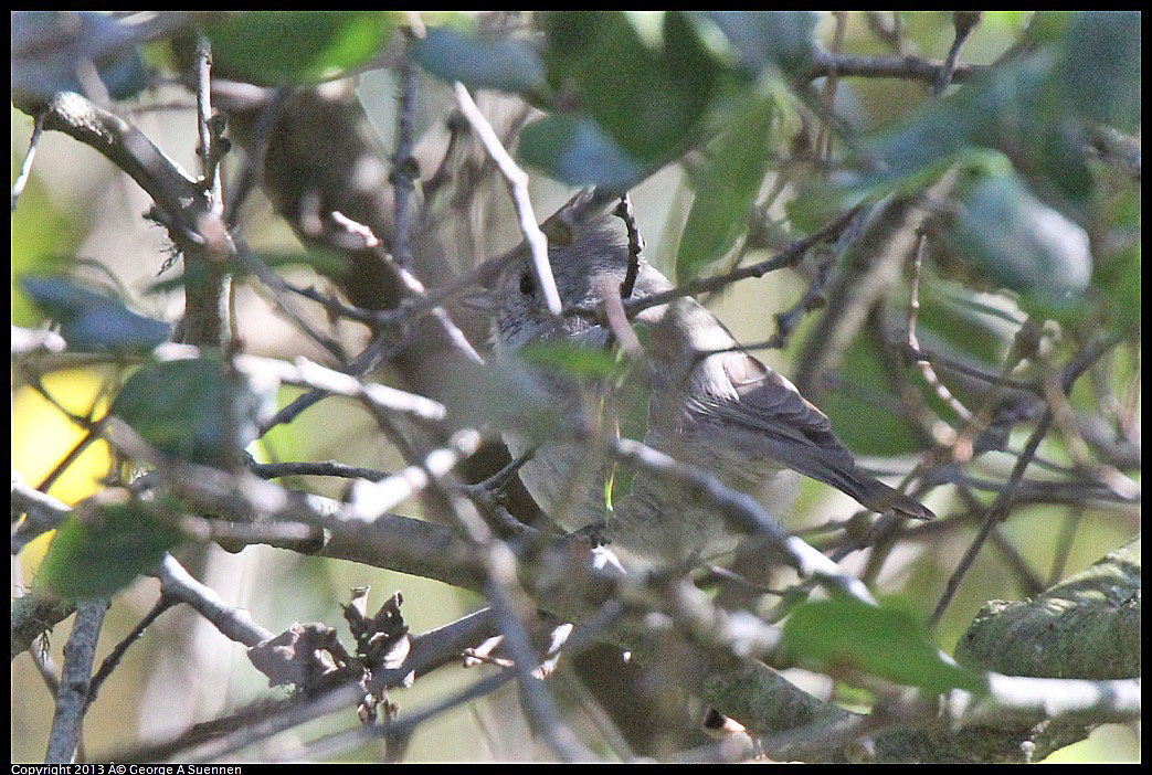 0217-110843-02.jpg - Oak Titmouse