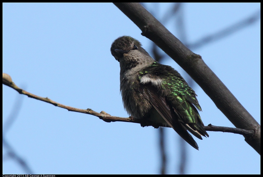 0217-111155-02.jpg - Anna's Hummingbird