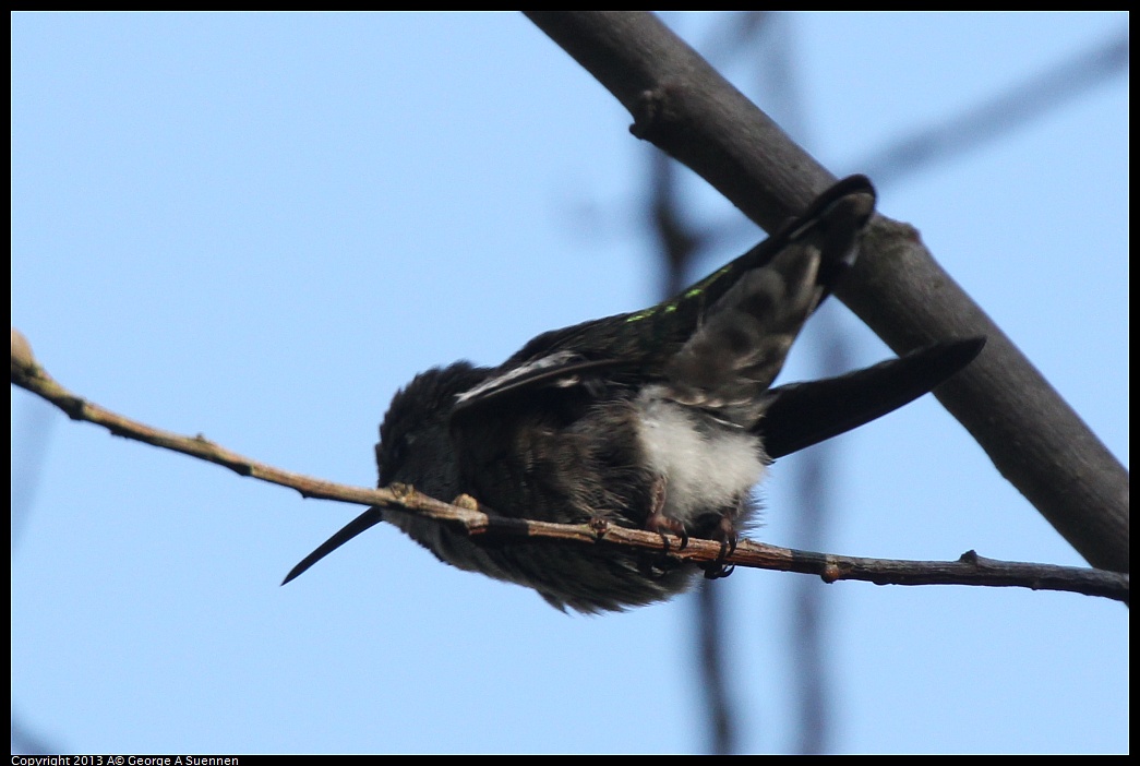 0217-111159-03.jpg - Anna's Hummingbird