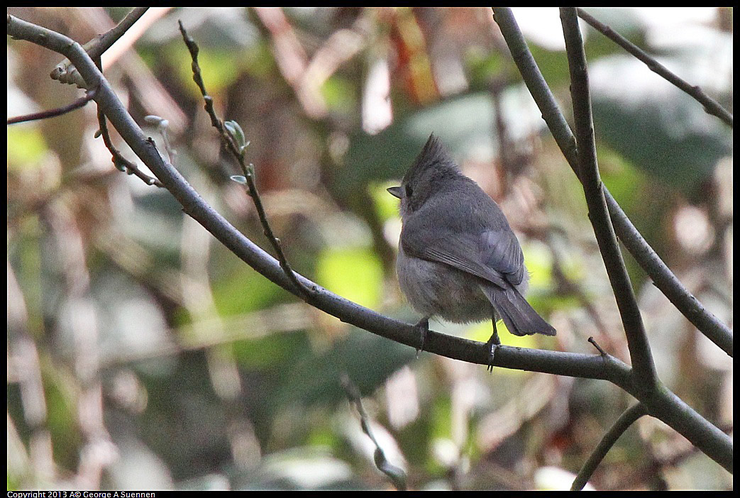 0217-111409-02.jpg - Oak Titmouse