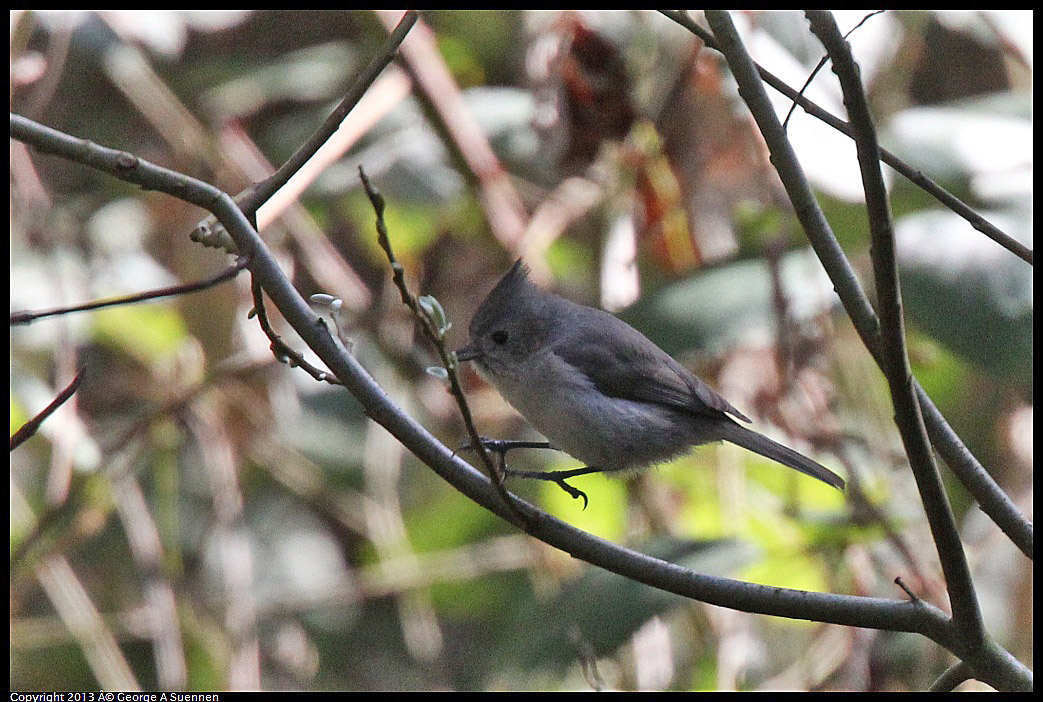 0217-111411-01.jpg - Oak Titmouse