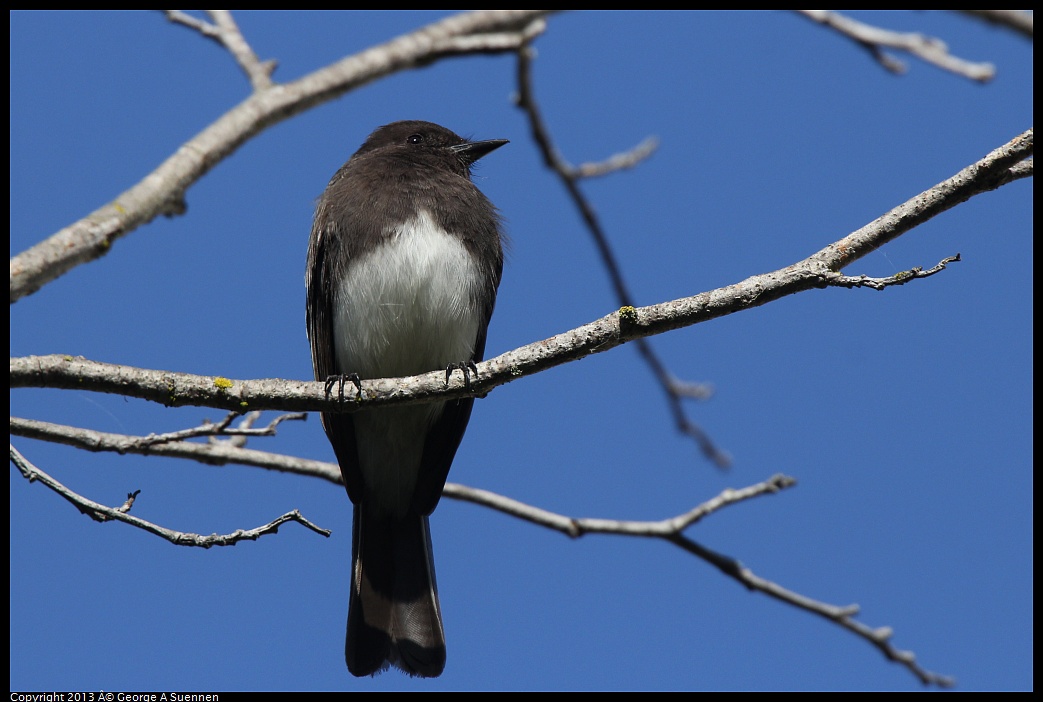 0217-111818-01.jpg - Black Phoebe