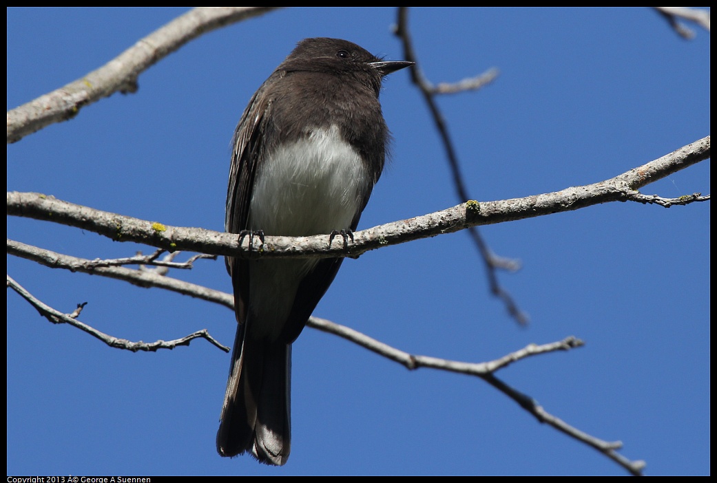 0217-111824-01.jpg - Black Phoebe